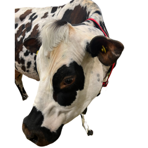 cow