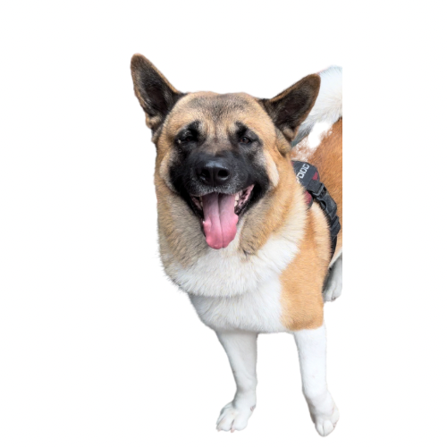 AKITA INU