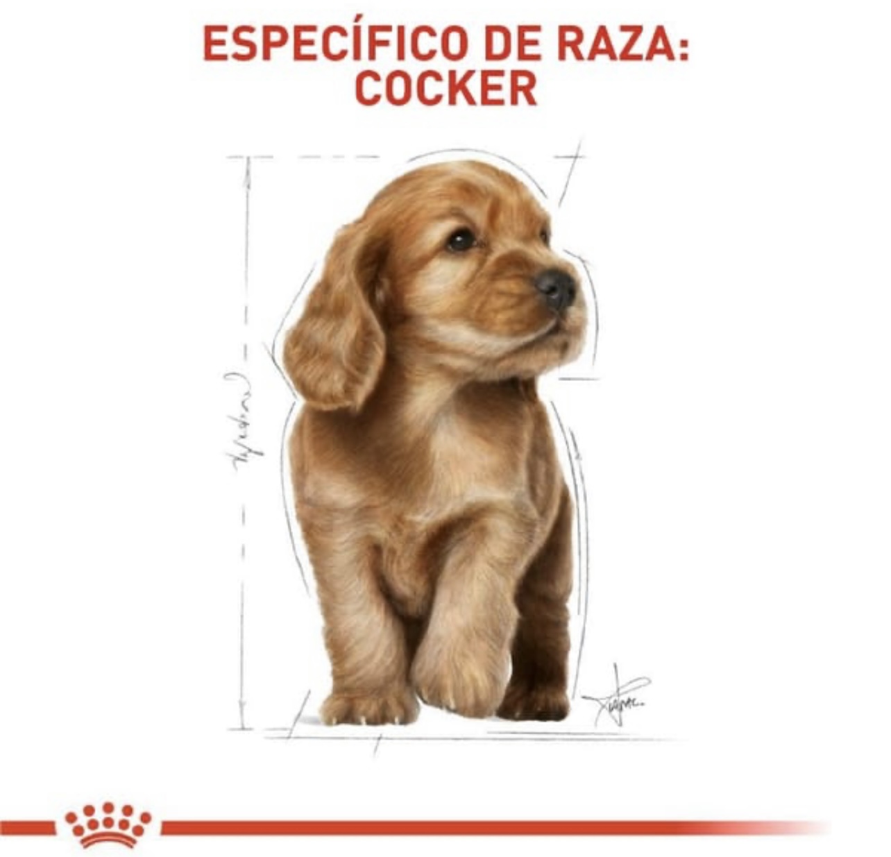 ROYAL CANIN - COCKER PUPPY